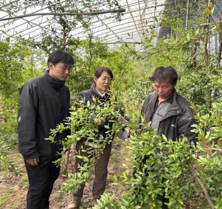  新疆图木舒克市石榴科技小院团...
